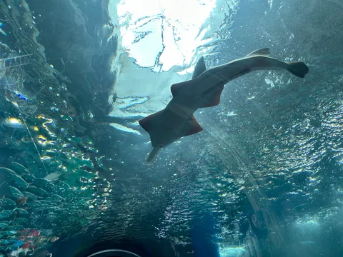 水中トンネルを泳ぐサメ
