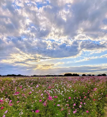 花畑と夕空の物語