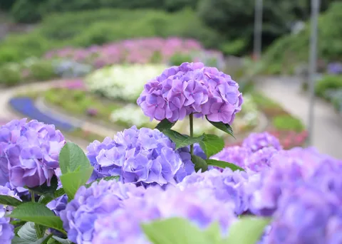 紫陽花色づく、水辺の小道