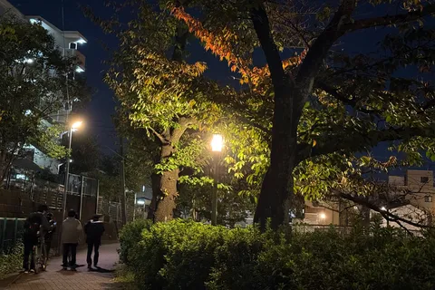 夜の並木道、灯りの誘い