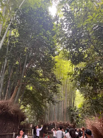 竹林の木漏れ日と人々の散策