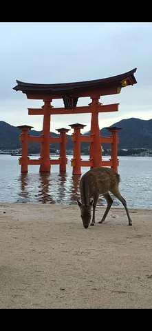 水辺の鳥居と鹿の静かな時間