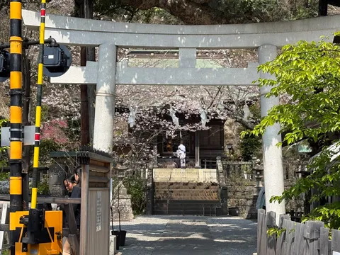 鳥居と桜、そして踏切の警告灯