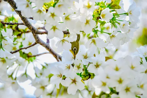 鳥と桜の息吹
