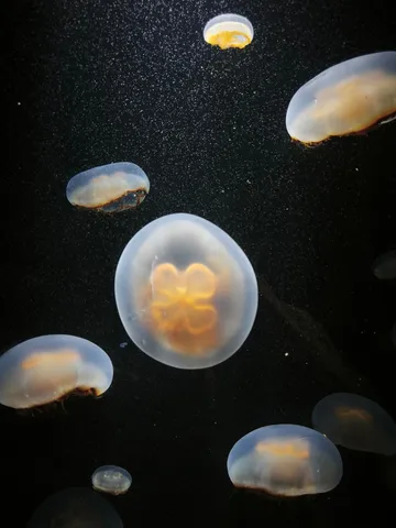 くらげたちの、ゆらゆら時間