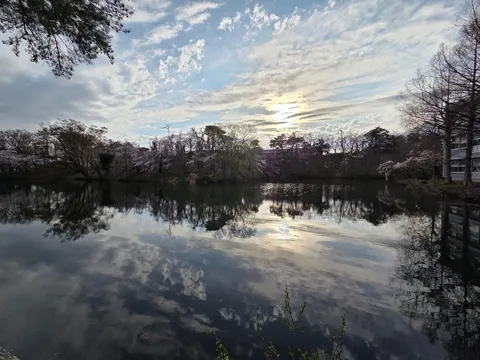 水鏡に広がる春色