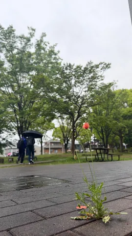 雨粒とポピー、静かな午後