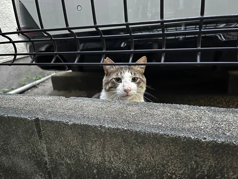 フェンス越しの視線、何を思う？
