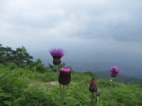 霧晴れの山路に咲く紫