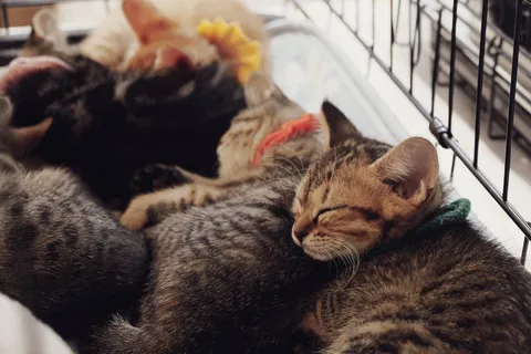 夢の中のぬくもり