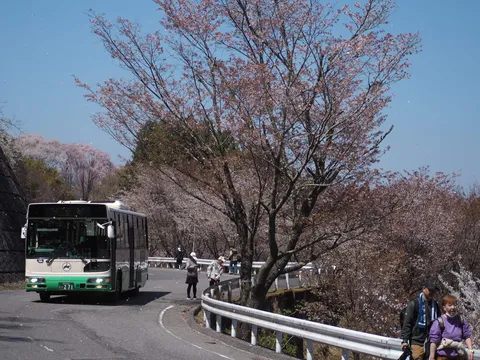桜舞う峠道、バス旅