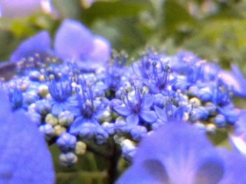 青い花の小宇宙群