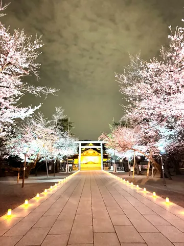 夜の参道に咲く桜