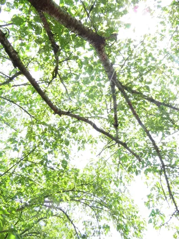 木漏れ日の優しさに包まれて