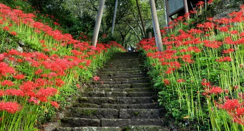 赤い彼岸花の石段散歩道