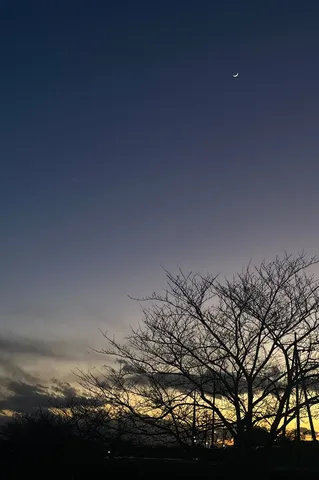 夜明け前の空と木々