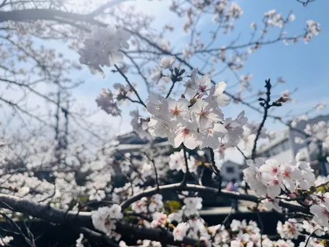 春風に舞う桜の息吹