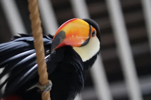 色鮮やかな嘴、都会の鳥