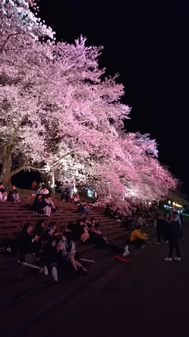 夜桜と人々のんびり時間