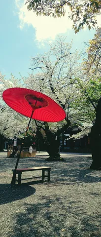 桜舞う、主役の和傘