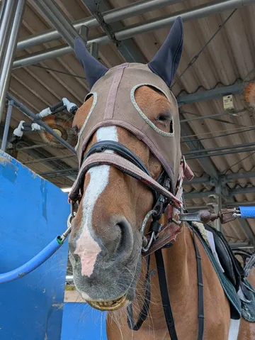 静寂を纏う競走馬