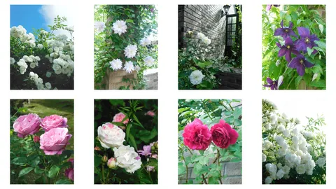 初夏の花々、彩り豊かに