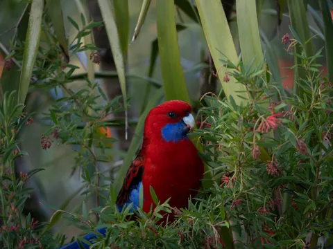 鮮やかなる静寂、草花の鳥