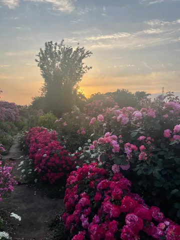 茜色の空と咲き誇る薔薇