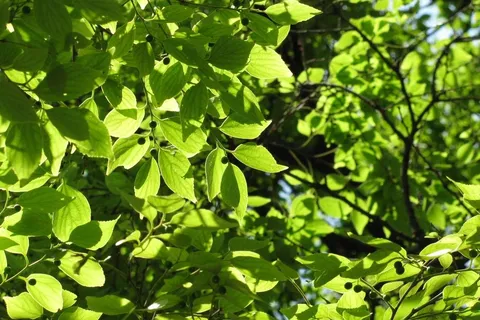 葉の隙間から漏れる木漏れ日