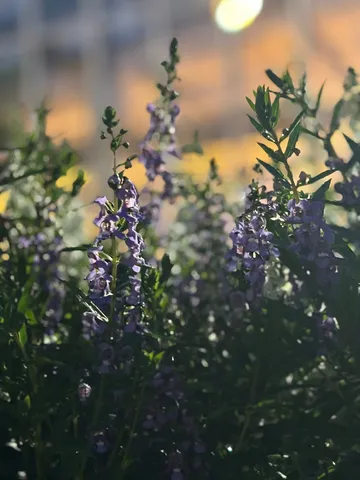 風に揺れる紫色の小花