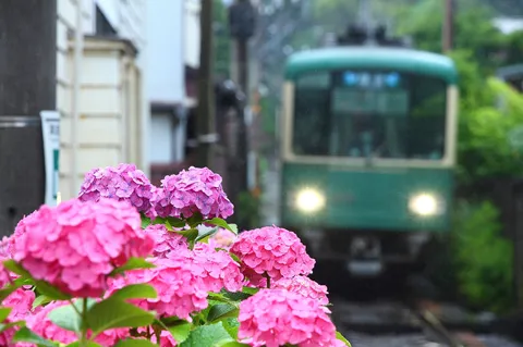 雨に映える紫陽花と、緑の列車