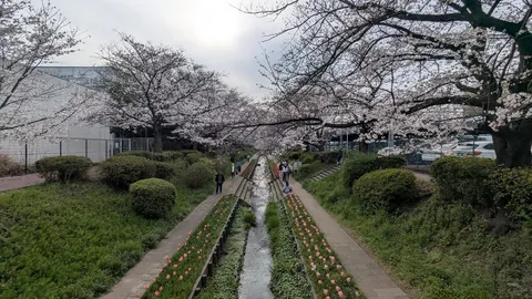 桜とチューリップの運河道