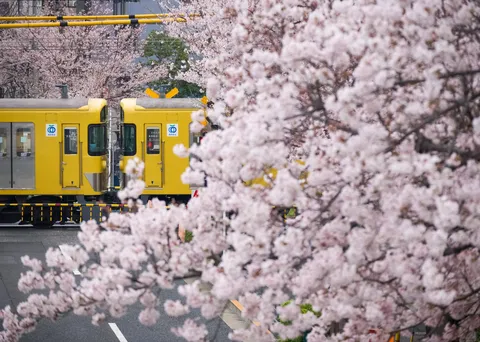 桜舞う、黄色の列車