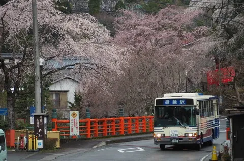 桜舞う坂道、バスの旅情