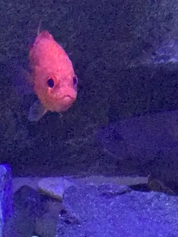 深海に漂う、不思議な生き物