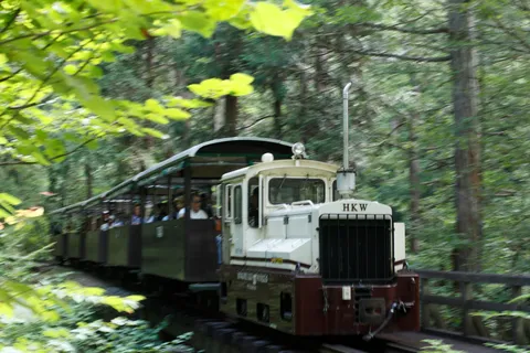 緑深き森を走る、ノスタルジックな列車旅