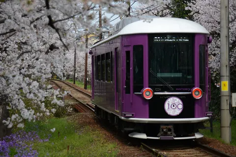 桜並木を走る、春色の電車