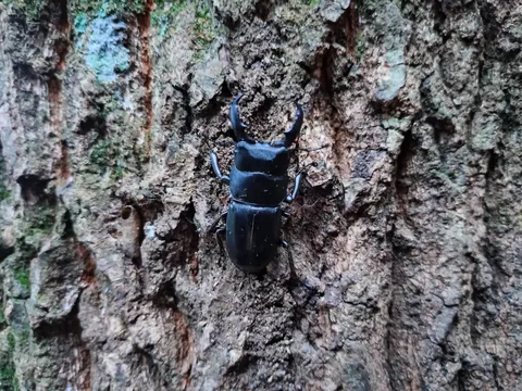 樹皮に佇む漆黒の戦士