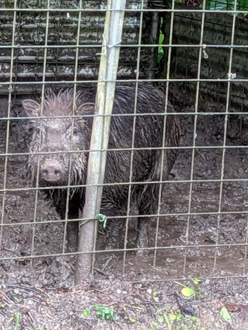 泥んこワイルドライフ