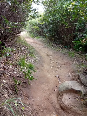 緑に包まれる小道