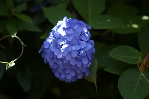 紫陽花の密やかな囁き