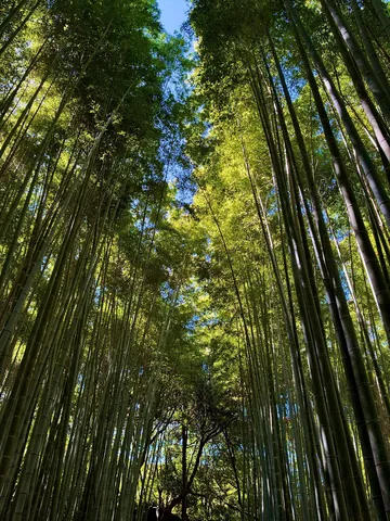 森の竹林の天井