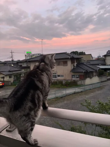 夕暮れのベランダ、猫と空の静寂