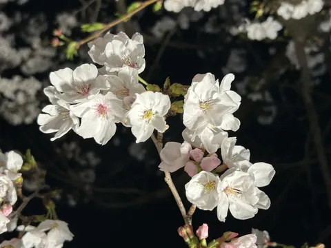 幻想的な夜桜の輝き