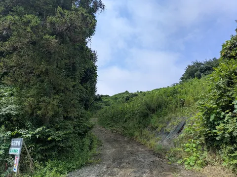 草木に覆われた自然への道