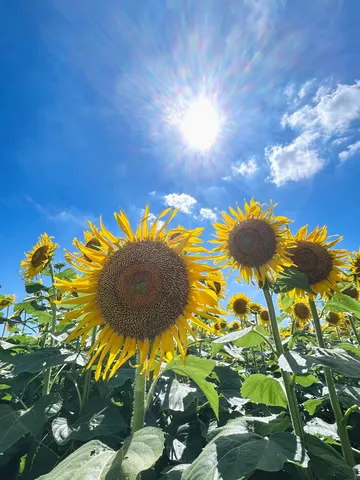 太陽が降り注ぐ向日葵畑