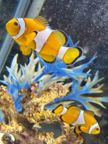 七色の海の拍動