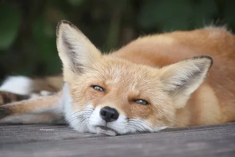 木陰でうたた寝する狐