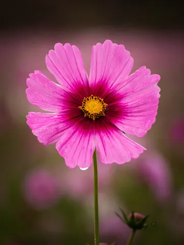 光を浴びるピンクの花