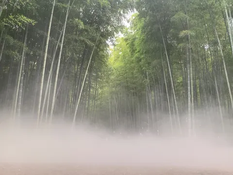 霧深き竹林の幻想的な道